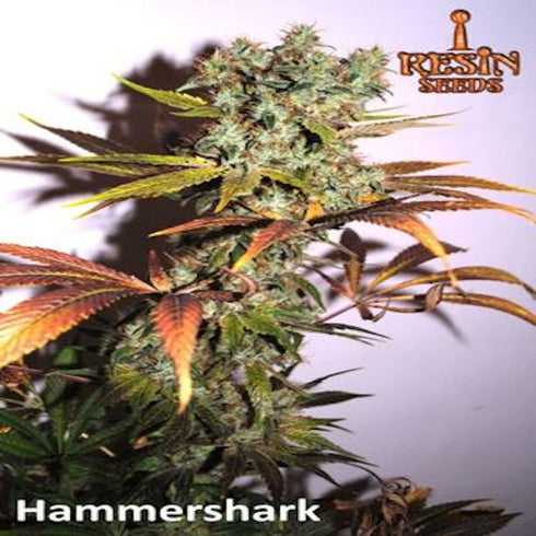 Resin Seeds - Hammer Shark