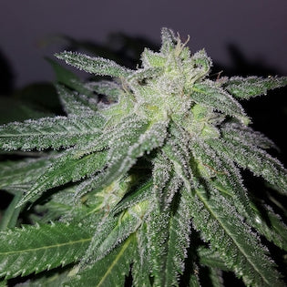 Lineage Genetics - Harlequake CBD