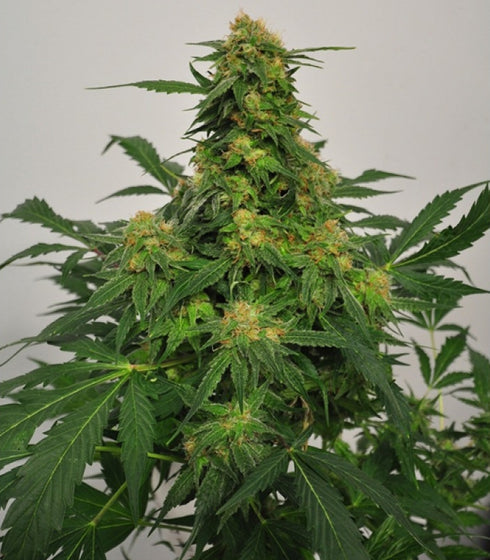 BC Bud Depot - Harlequin Bx4 CBD