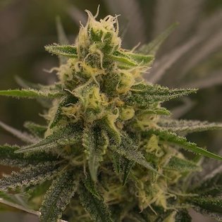 Lineage Genetics - Harlequin x Super Sour Diesel