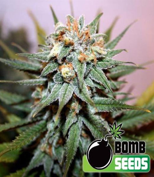 Bomb Seeds - Edam Bomb