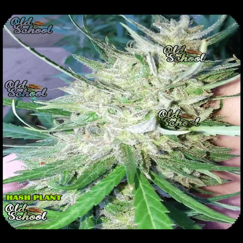 Reeferman - Hash Plant