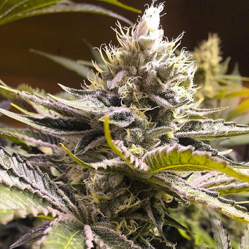 Haute Genetique - XO Raspberry Glue