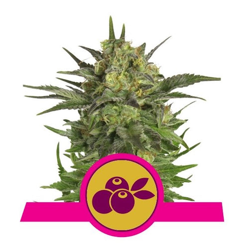 Royal Queen Seeds - Haze Berry
