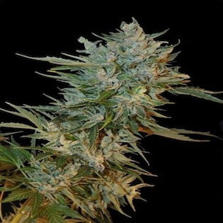 Grass-O-Matic Seeds - Haze GOM Auto