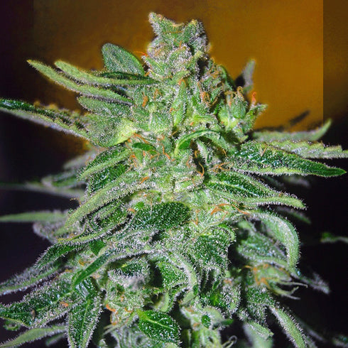 Flying Dutchmen - Haze Mist