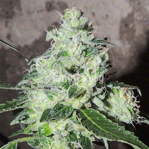 Karma Genetics - Headbanger