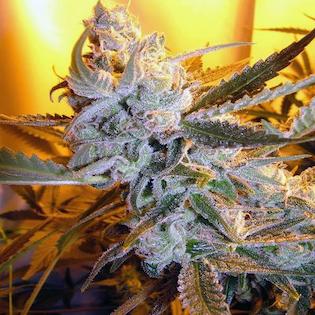 Flash Seeds - Heaven's Haze Autoflowering