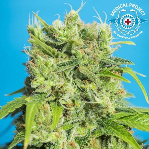 Tropical Seeds - Heaven's Gate CBD