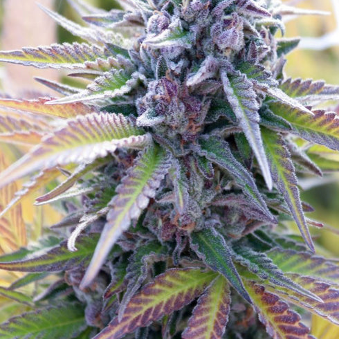 Humboldt Seed Company - HendRx Wedding Tree