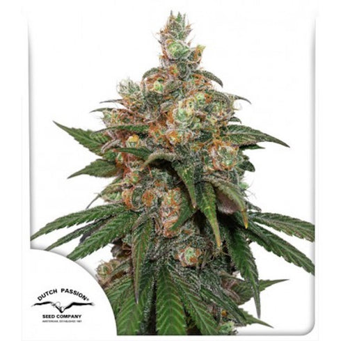 Dutch Passion - HiFi 4G