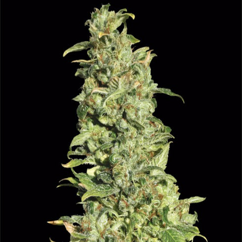 Eva Seeds - High Level