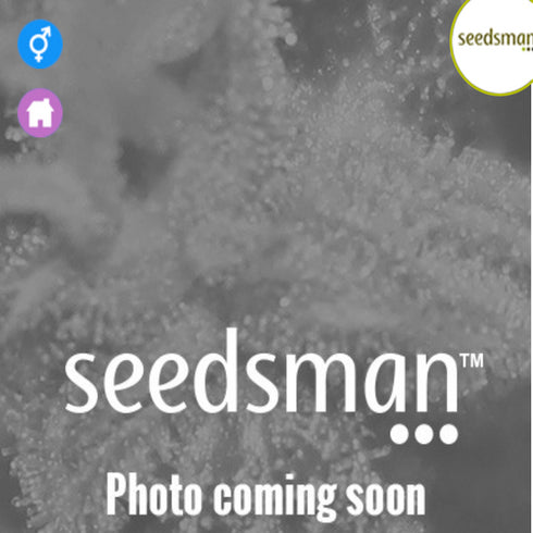 Seedsman - Hindu Kush