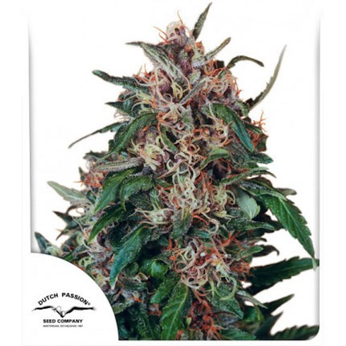 Dutch Passion - Holland's Hope