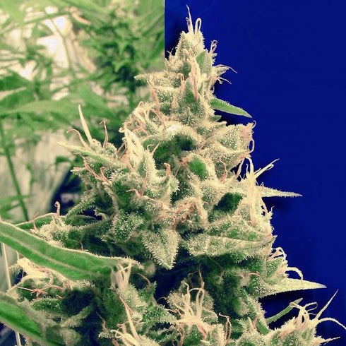 Ceres Seeds - Hollands Hope