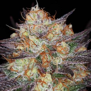 Lineage Genetics - Holy Bubba