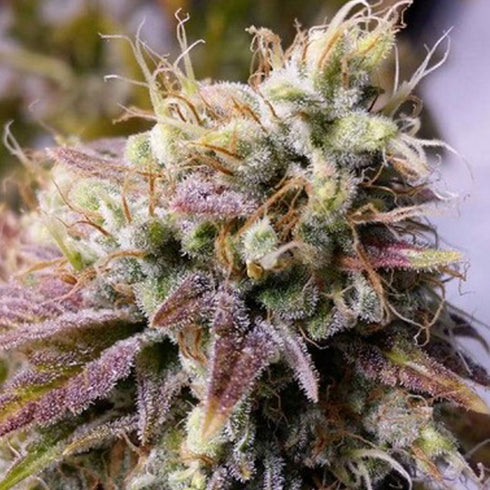 Holy Smoke Seeds - Alien Fire Fruit