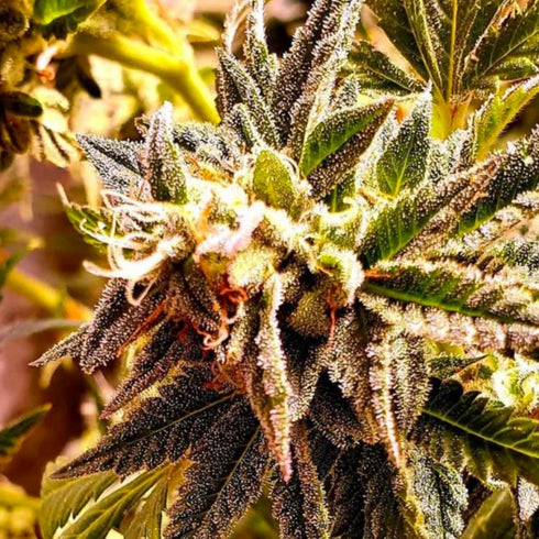 Holy Smoke Seeds - Cherry Bakewell