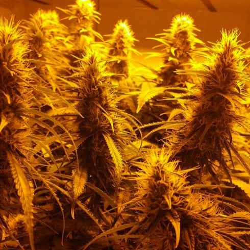 Holy Smoke Seeds - Guava Ghost Train