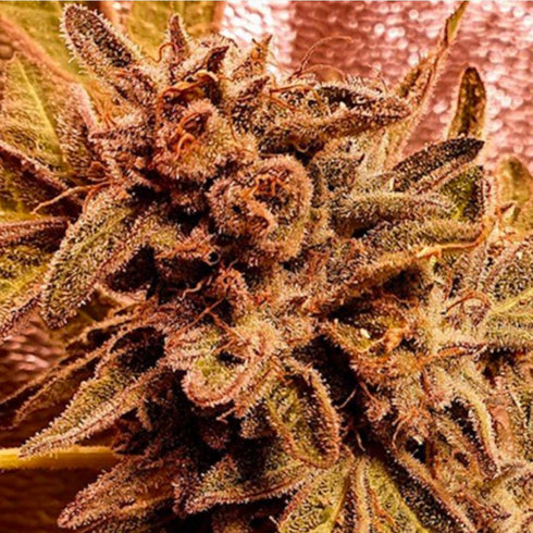 Holy Smoke Seeds - Rawkus Runtz