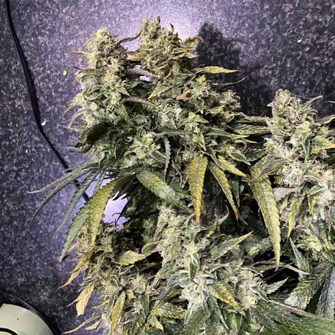 Holy Smoke Seeds - Strawberry Sunset