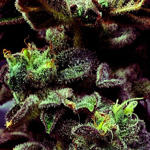 Holy Smoke Seeds - Strawberry Cane