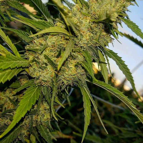 Holy Smoke Seeds - Strawberry Diesel