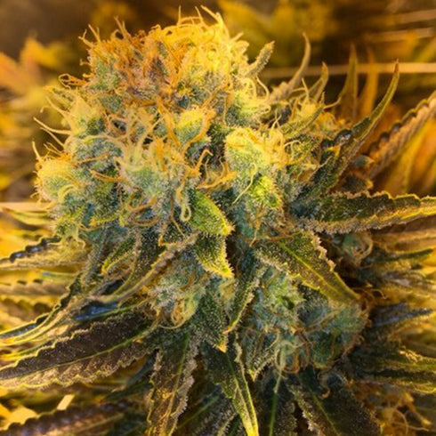Holy Smoke Seeds - Thunder Bud