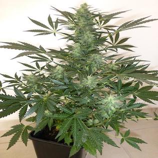 Flash Seeds - Holy Man Autoflowering