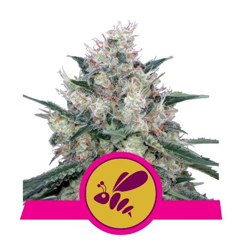 Royal Queen Seeds - Honey Cream FAST Version