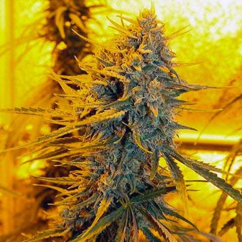 HortiLab - Sour Amnesia