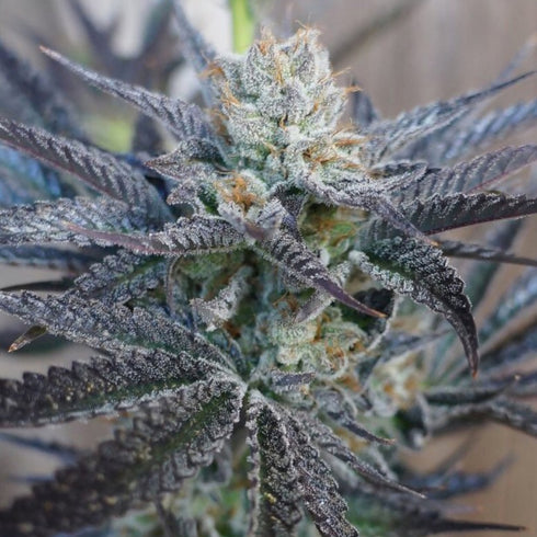 HortiLab - Star Bud Sister