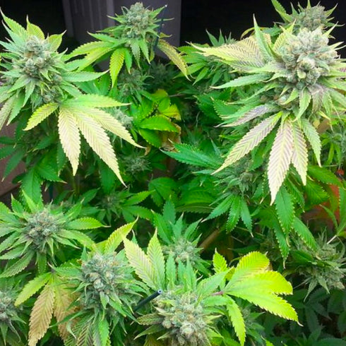 HortiLab - Sweet Pink Grapefruit BX