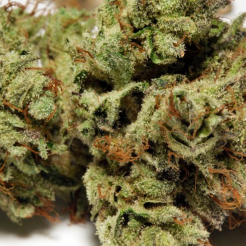 HortiLab - Sour Power