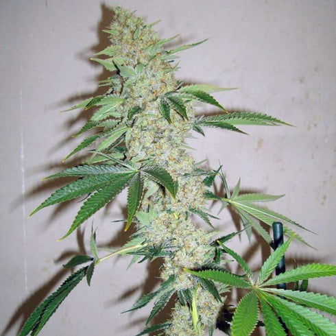 HortiLab - Sour Star