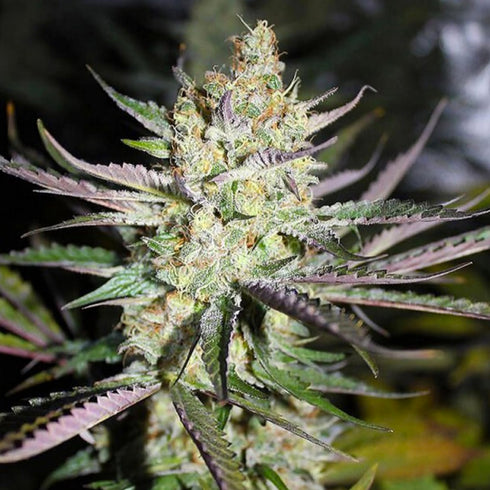 HortiLab - Starberry