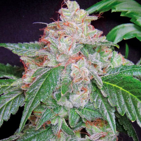 HortiLab - Star Kush