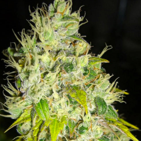 HortiLab - Super Sour Skunk