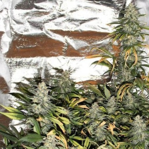 Mandala Seeds - Hashberry