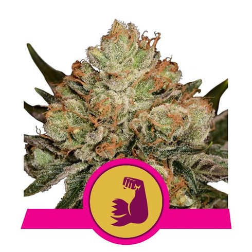 Royal Queen Seeds - HulkBerry
