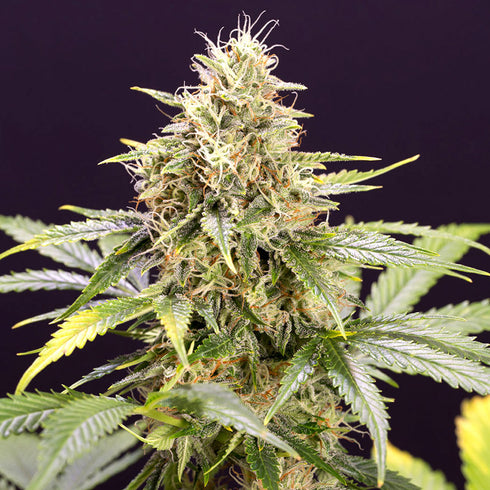 Humboldt Seed Organization - Chocolate Mint OG Auto