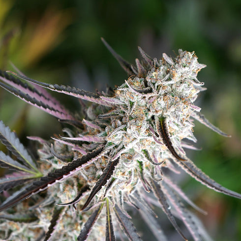 Humboldt Seed Organization - Florida Gaspack