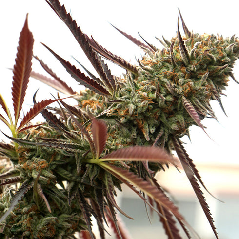 Humboldt Seed Organization - Ghost of NYC