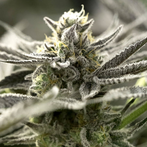 Humboldt Seed Organization - OGKZ Auto