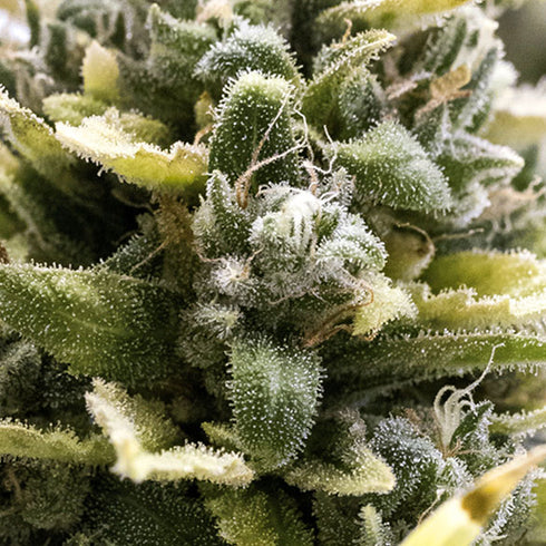 Humboldt Seed Organization - OG Kush Auto