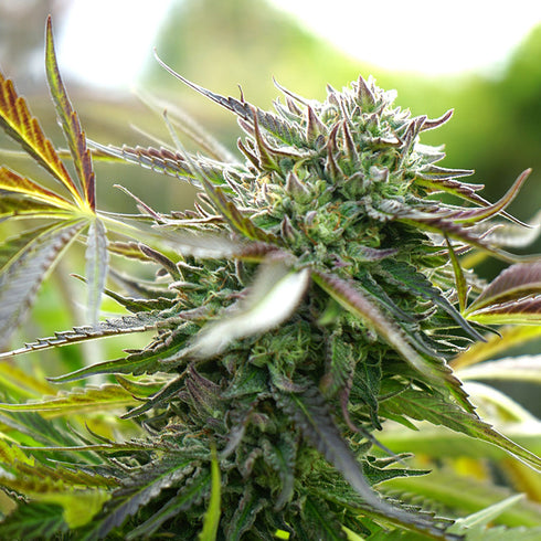 Humboldt Seed Organization - Pineapple Chem Auto