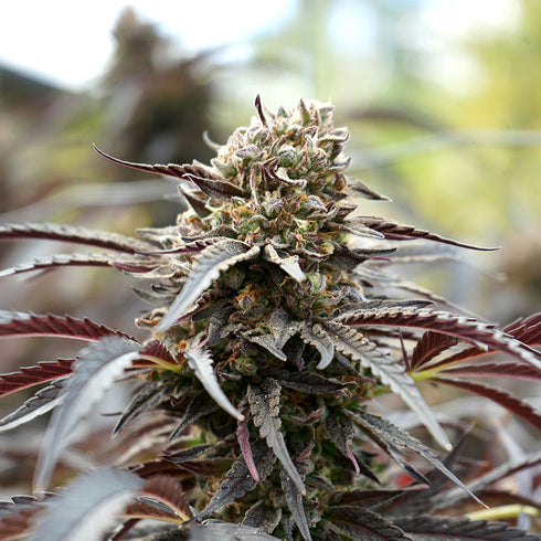 Humboldt Seed Organization - White Runtz Fast