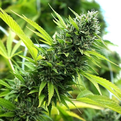 Humboldt Seed Organization - Banana Sapphire