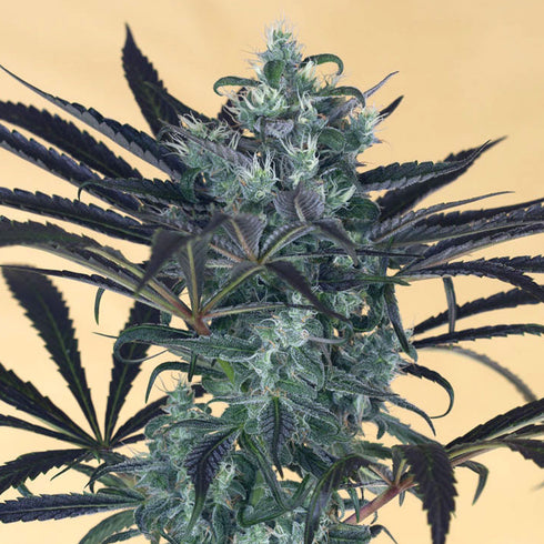 Humboldt Seed Organization - Blueberry Headband