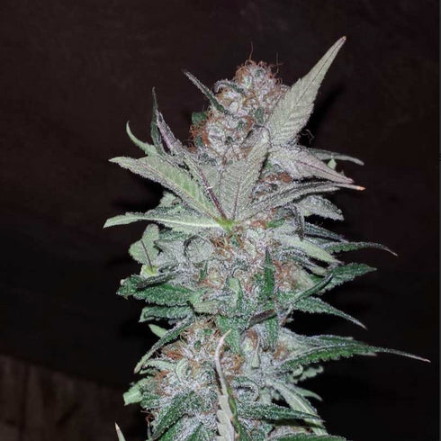 Subcool Seeds/TGA Genetics - Hurkle